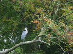 23592 Heron in tree.jpg